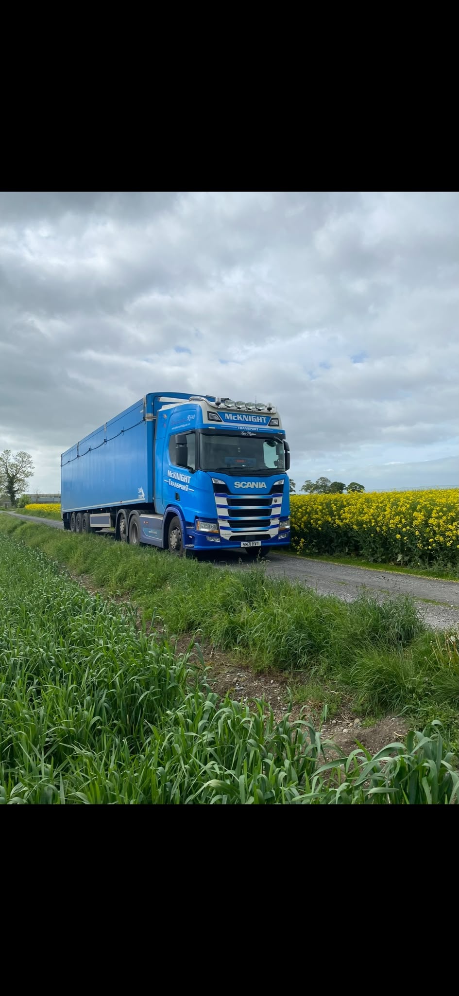 Blue McKnight Scania and bulk trailer beside yellow flowering fields